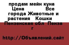 продам мейн куна › Цена ­ 15 000 - Все города Животные и растения » Кошки   . Пензенская обл.,Пенза г.